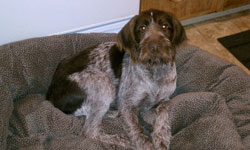 Rylee, a German Wirehaired Pointer puppy