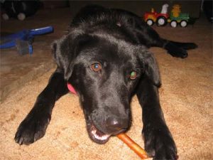 Emmy, a black shelter dog