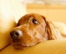 dog-on-chair