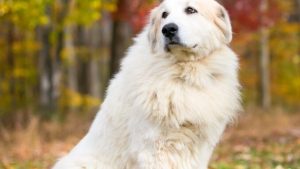 Great Pyreneese Dog