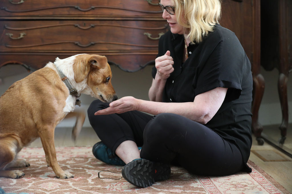 Dog trainer Annie Phenix working with a young brown and white dog