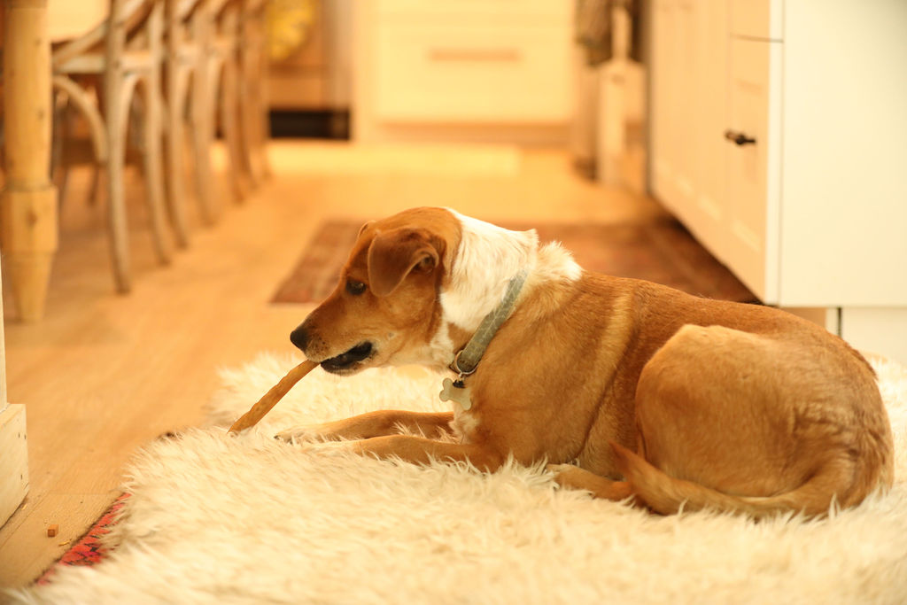 Utah pet dog trainer's client a Small brown and white dog calmly chews on a bully stick