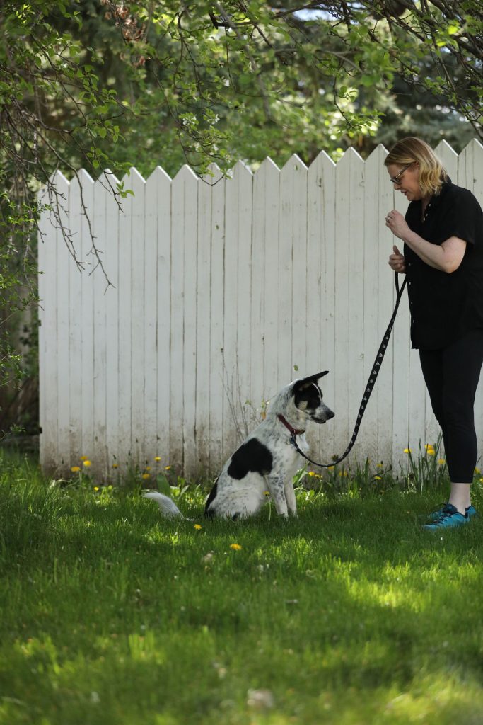 Dog trainer working on teaching a dog obedience how to sit and stay