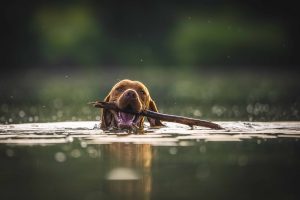 Dog with stick in lake