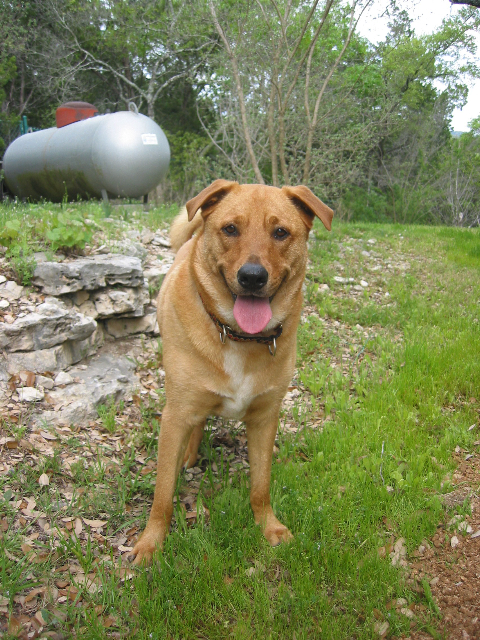 Dog standing in green grass