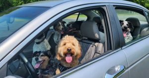 Happy dogs in a car