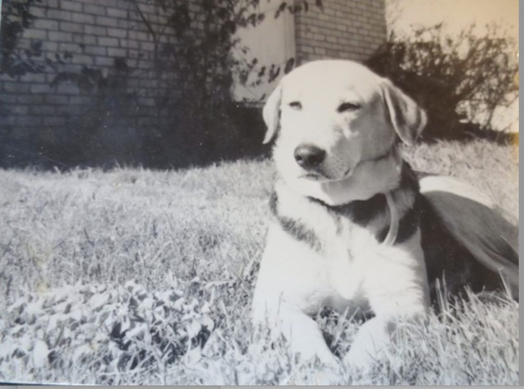 dogs are often the first evidence for  love for many children being raised in dysfunctional homes. This is Pro Dog Trainer Annie Phenix's childhood dog named Cricket.