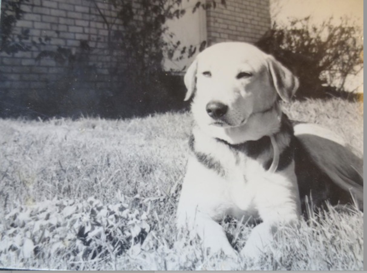 Pro Dog Trainer Annie Phenix's first dog Cricket showed her love when her dysfunctional human family couldn't.