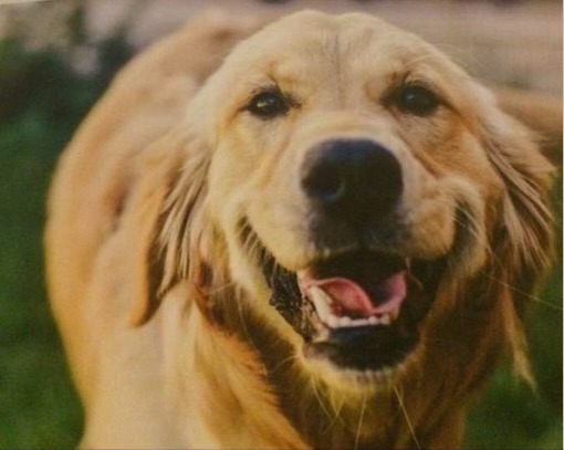 A beautiful Golden Retriever trained by pet dog trainer Annie Phenix. 