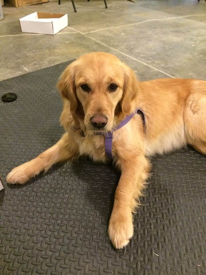 A calm, relaxed Golden Retriever before she got scared by a Halloween witch costume. Protect your pets during holiday as advised by pet dog pro trainer Annie Phenix.