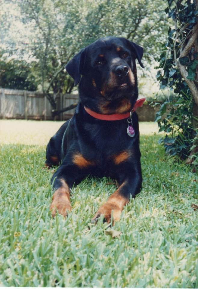 Dog Training Behavior Consults in Midway, Heber City and online. Large Rottweiler lying down nicely in green yard. Trained by Annie Phenix.