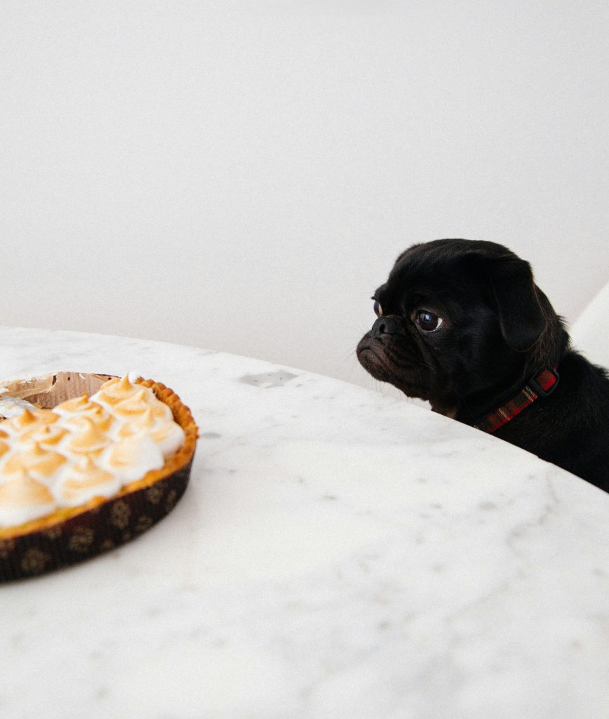 Small black dog looks longingly at a pie he can't have. Holidays can be ruff for our dogs! Dog Pro Annie Phenix shares tips on how to keep dogs safe for the holidays. 