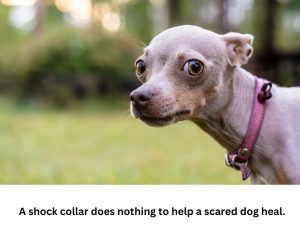 a scared dog needs to feel safe and should never be harmed in training