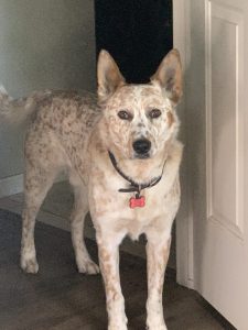 A Red Heeler dog standing in a door way looking tenative