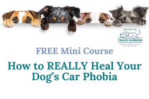 Free Mini Course How to REALLY heal your dog's car phobia