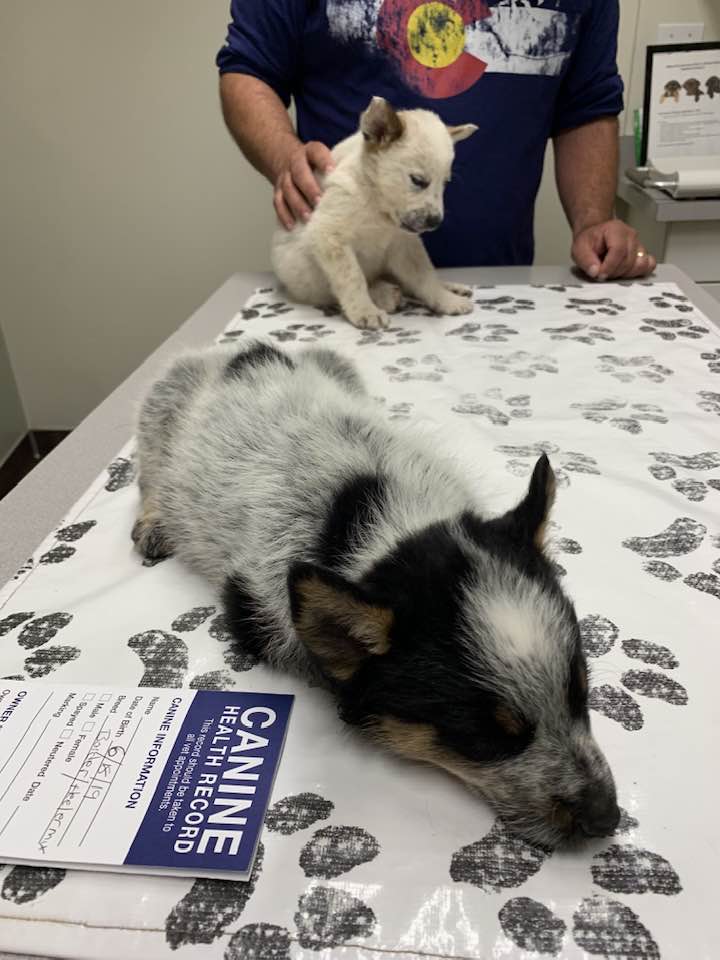 Two young puppies who had worms and fleas and had been neglected and left alone in a backyard