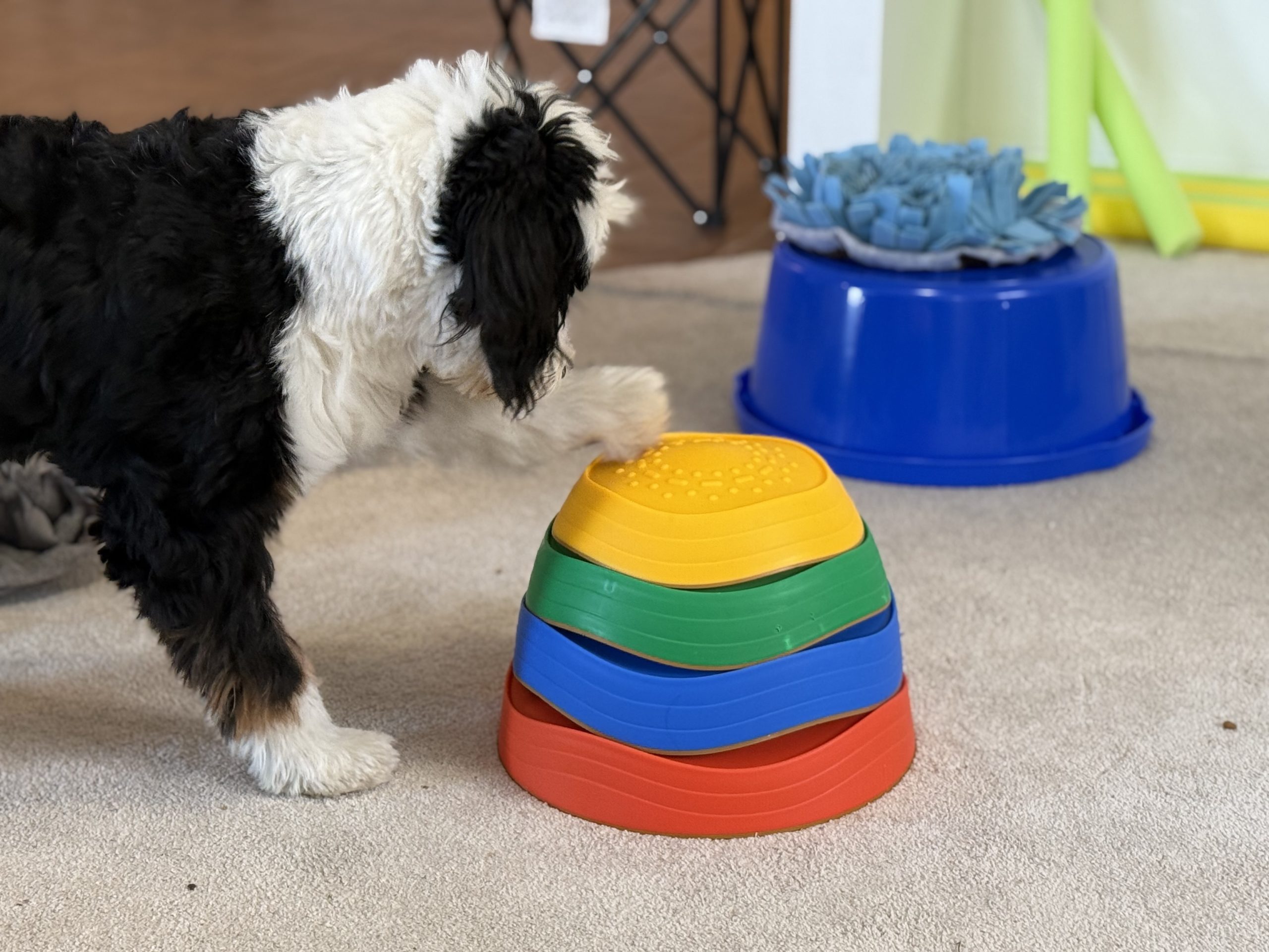 black and white dog pawing a toy