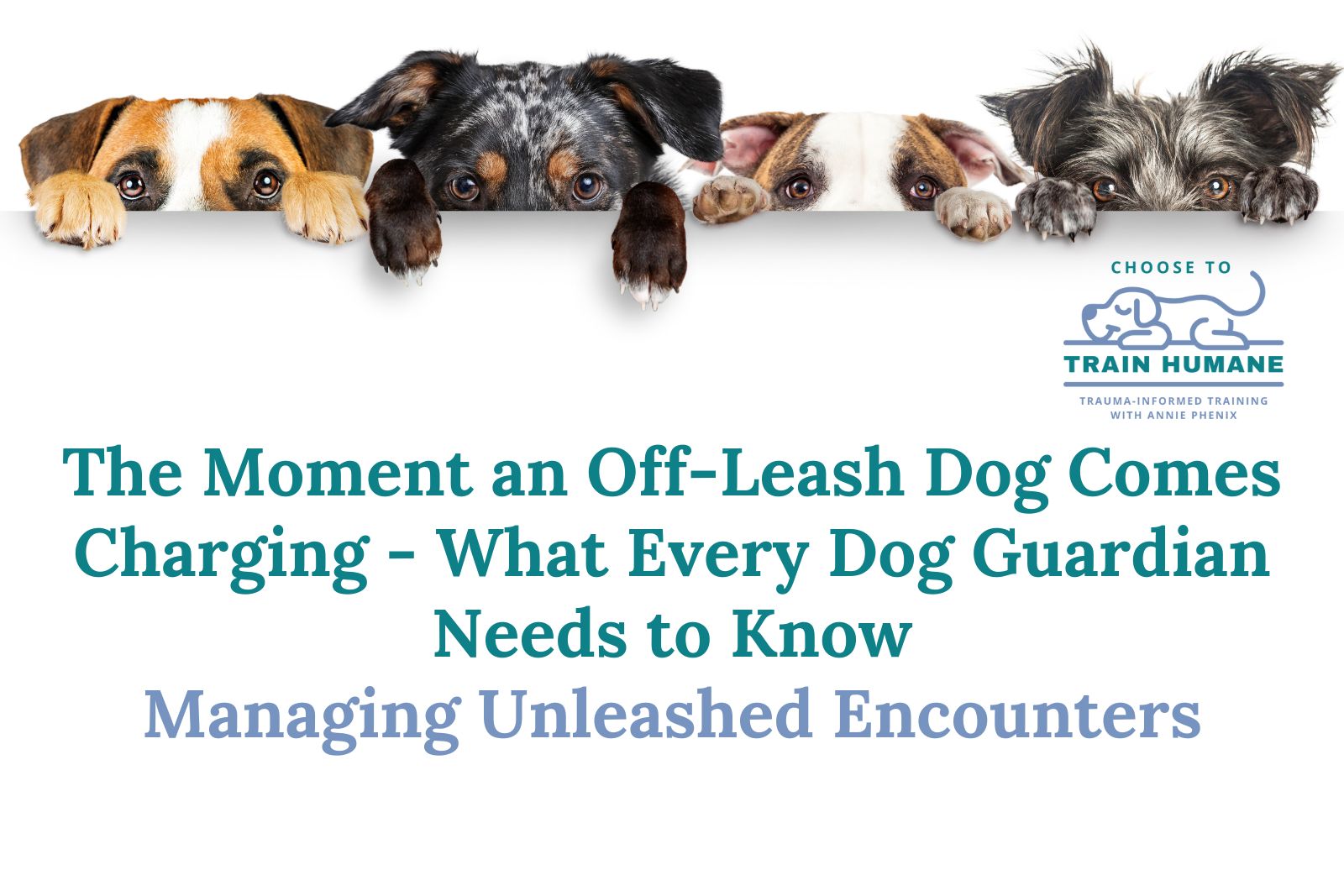 Four Ways to Protect Your Dog on Walks