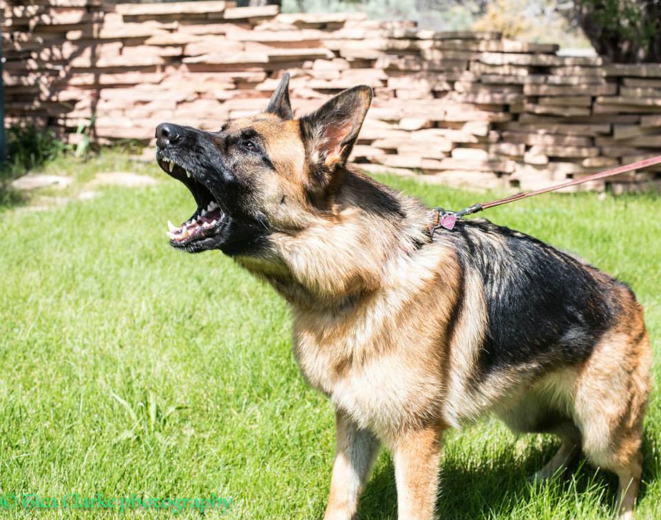 barking scary looking German Shepherd dog 