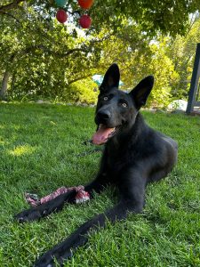 Beautiful black dog on a green lawn