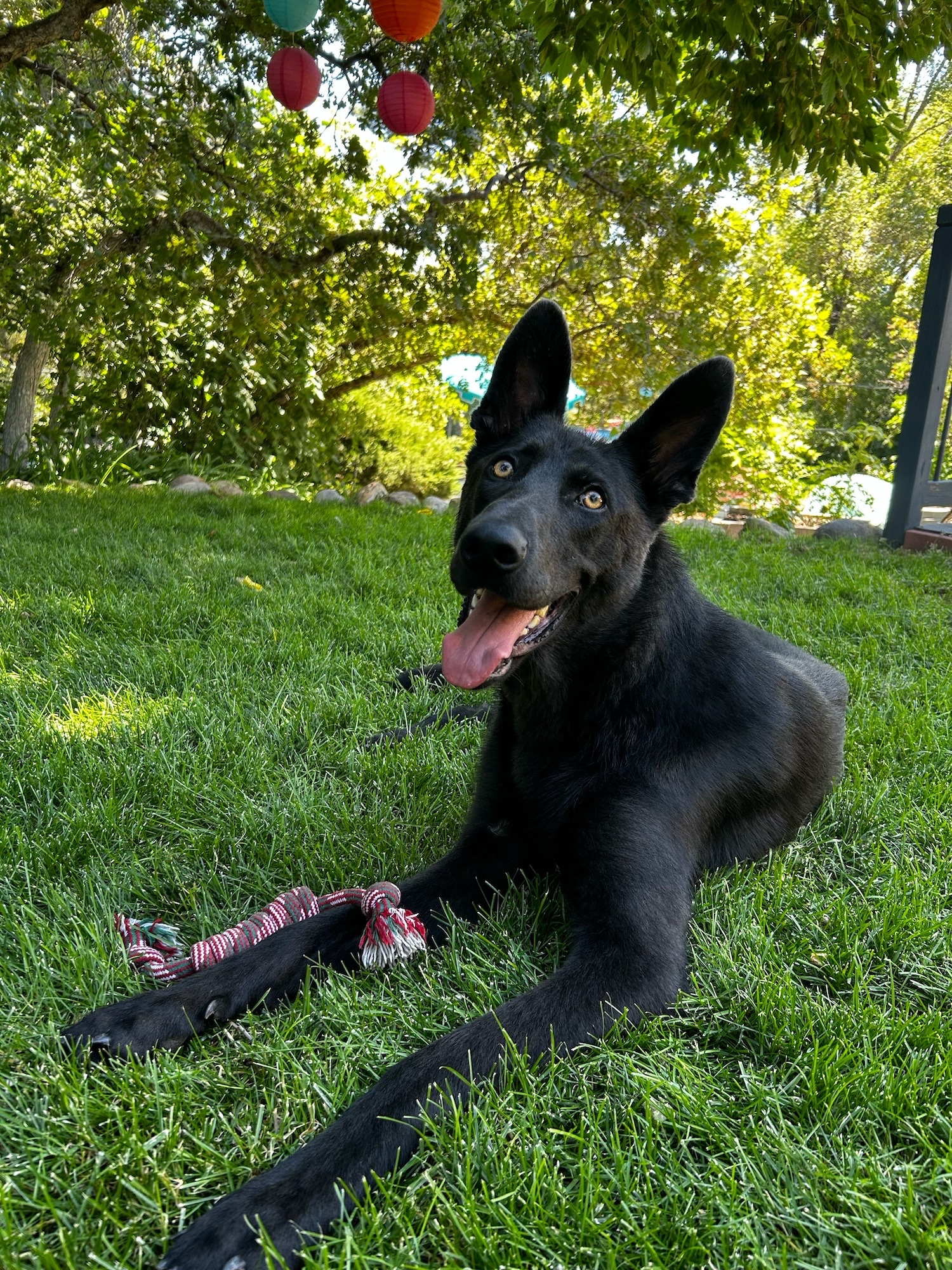 Beautiful black dog on a green lawn