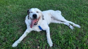 large white dog lying on grass