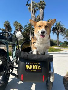 cute Corgi dog rides in a cart