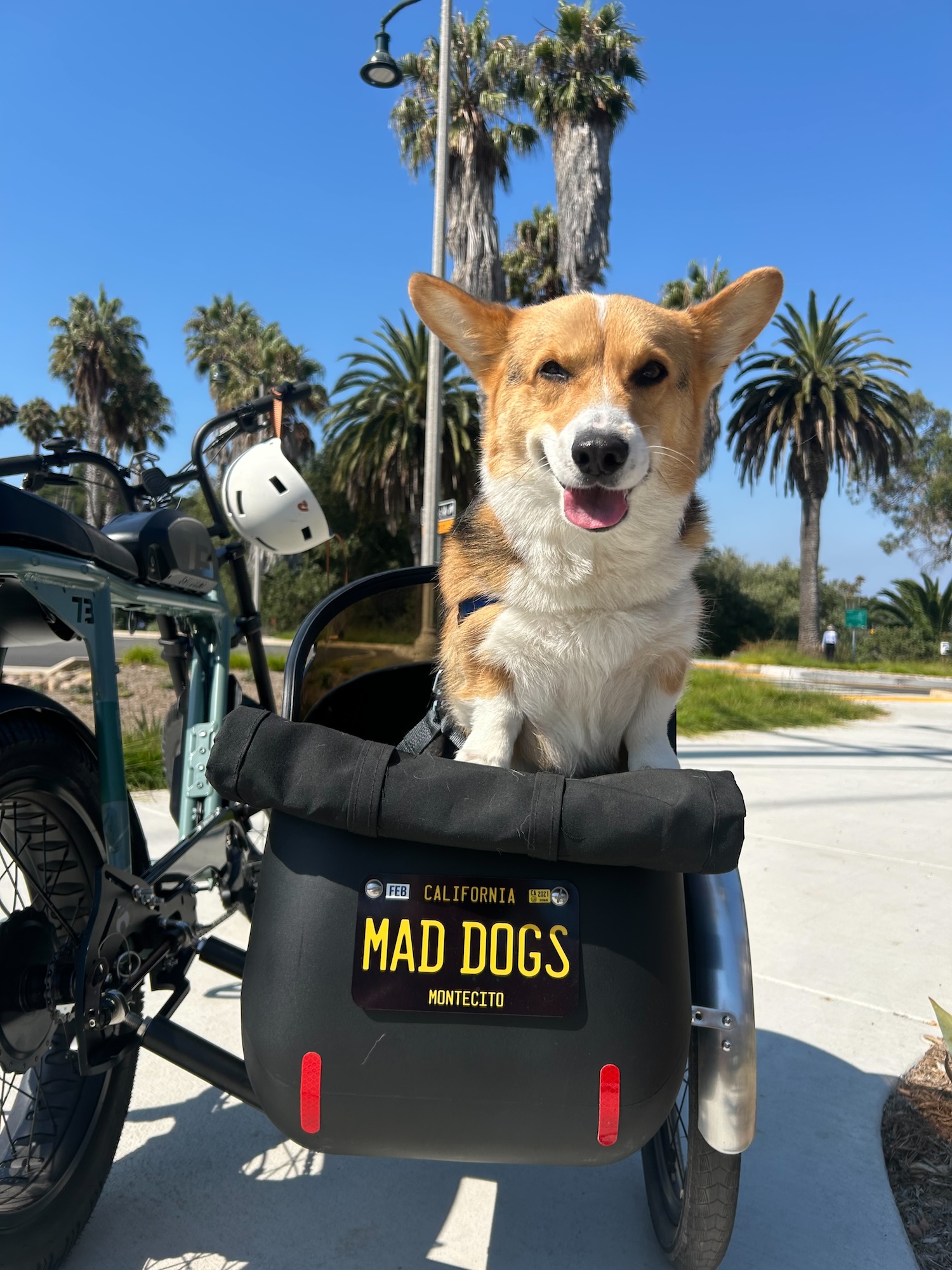 cute Corgi dog rides in a cart