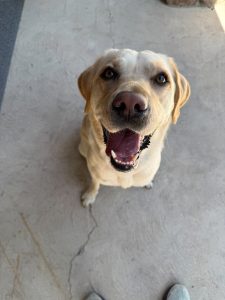 Yellow lab sitting on a sidewalk
