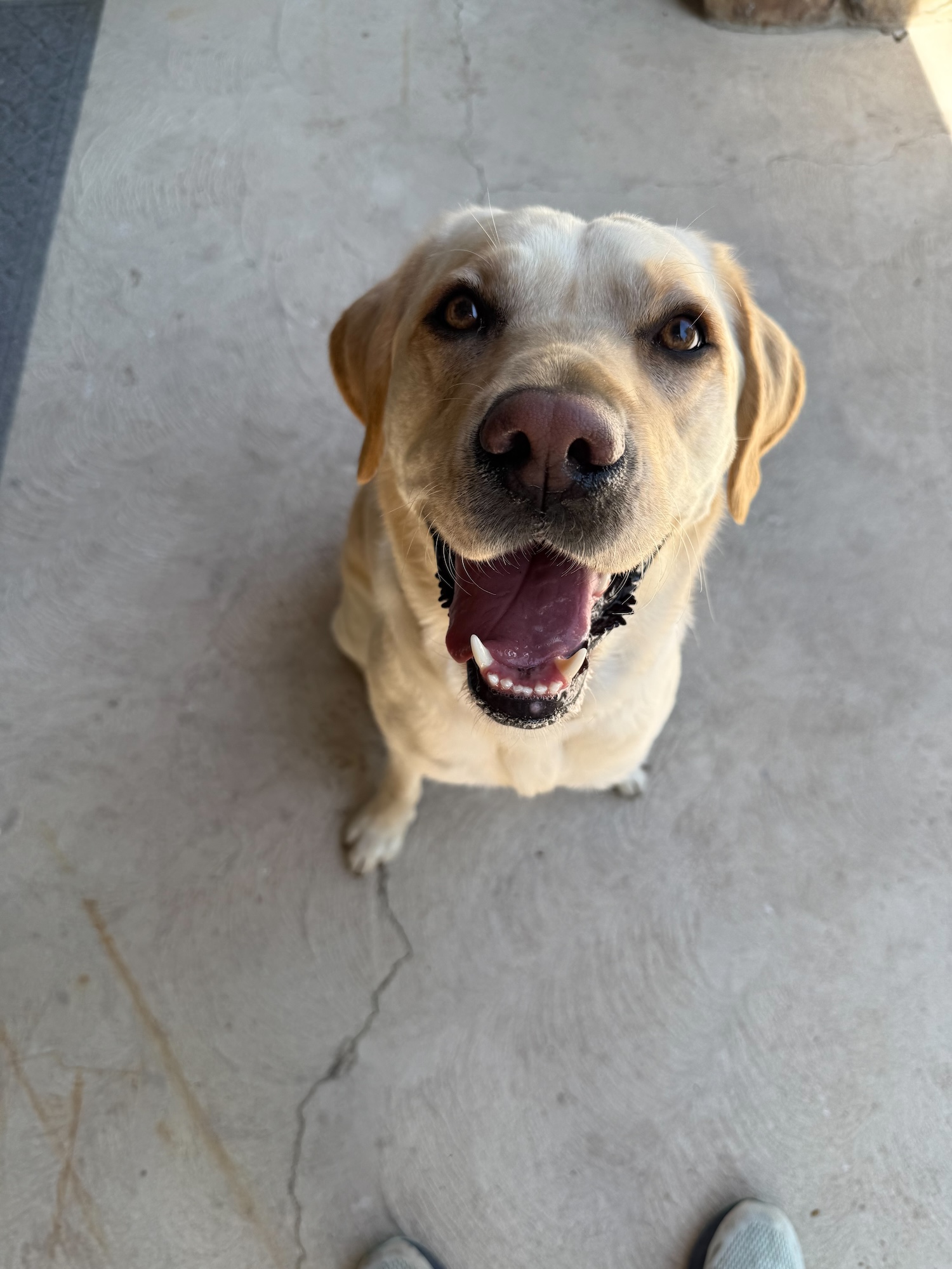 Yellow lab sitting on a sidewalk