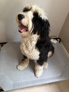 Bernese Mountain Dog Doodle, black and white and very floofy.