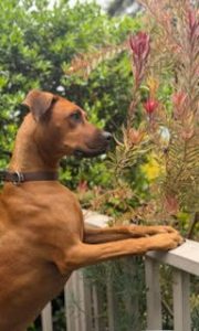 Rhodesian Ridgeback dog perched on a railing looking at flowers