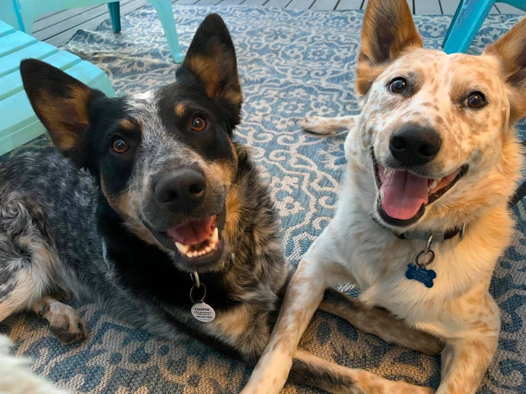 two Heelers smiling for the camera