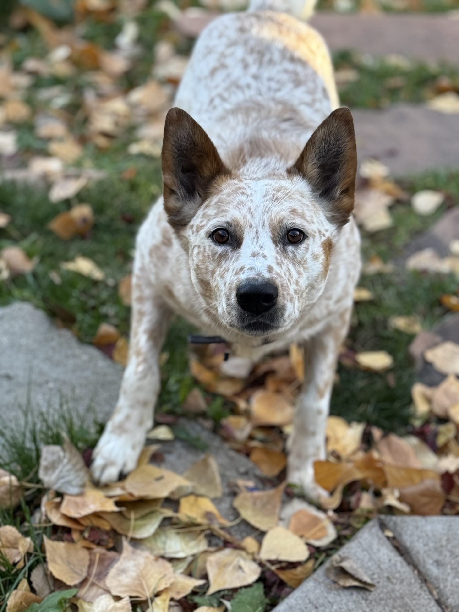 Dogs Have Incredible Communication Skills –But Are We Listening?