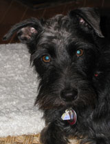 Jack, a Schnauzer