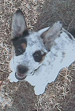 Sassy, a Catahoula puppy