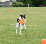 Zipper, a frisbee dog